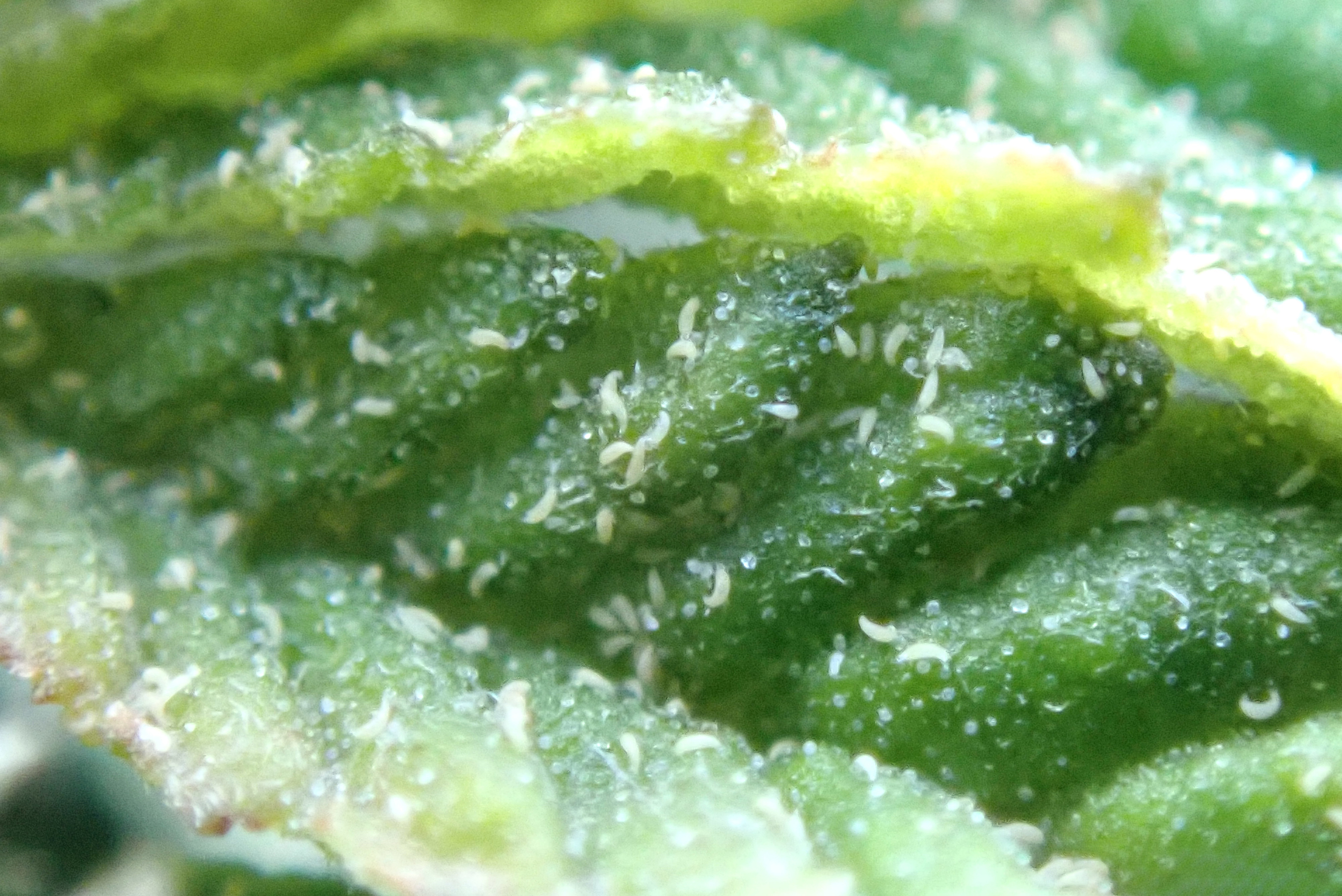 Hemp russet mites on leaf