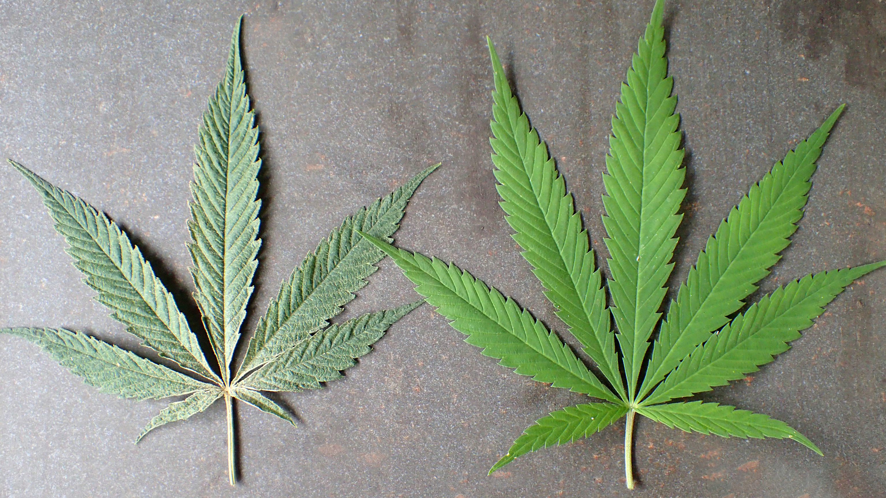 On the left a cannabis leaf with damage caused by Hemp russet mite Aculops cannabicola, on the right a healthy cannabis leaf