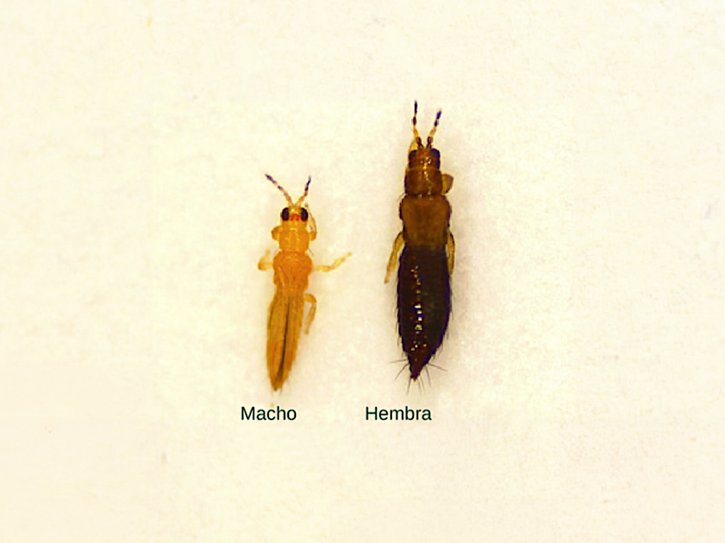Thrips parvispinus Adults