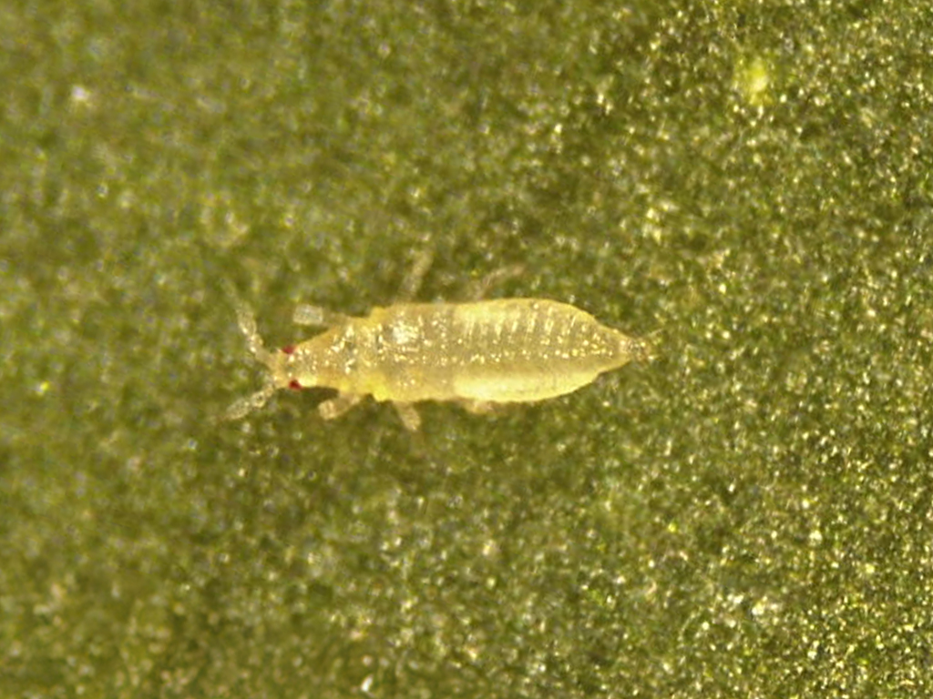 Thrips Parvispinus Larva 1
