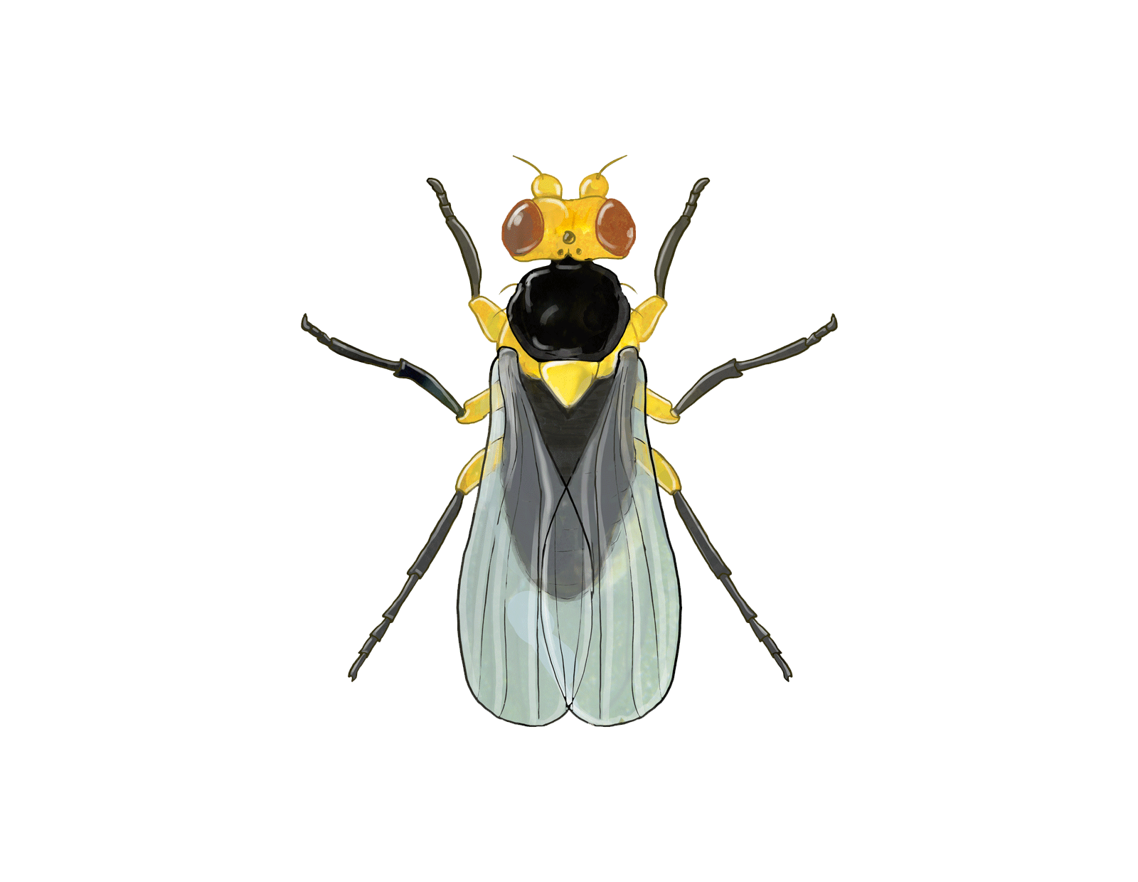 Tomato leaf miner Liriomyza bryoniae Adult Illustration