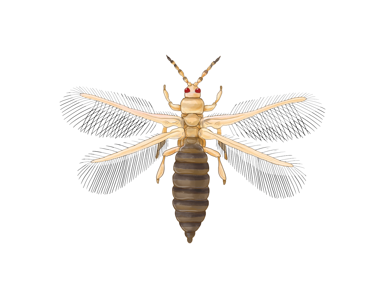 Western Flower Thrips Frankliniella occidentalis Adult illustration