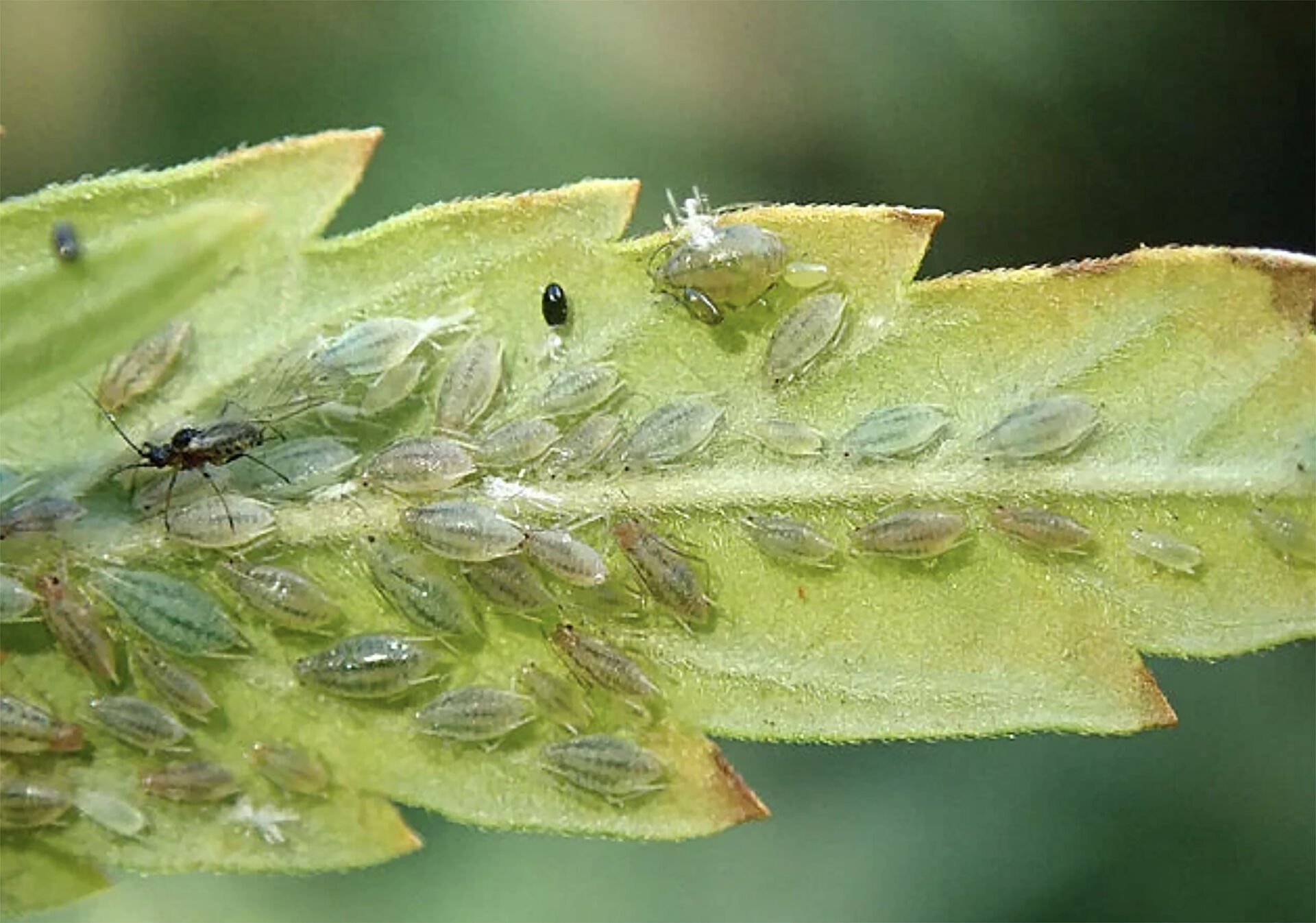 Cannabis - Pests, Diseases and Biological Control