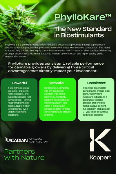 Phyllokare Cannabis Leaflet